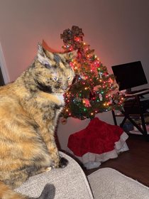 I dont think my cat likes the tree