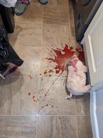 I dropped ribena on my dogs favourite toy Wife had a mild panic attack