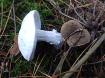 I entered forest too fast textures on some mushrooms didnt have time to load