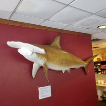 I fashioned a face mask for the shark at my restaurant to see how long it would take for my boss to notice It has been  days