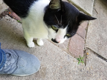 I feed stray cats around my neighborhood and heres on of the newest ones Everyone meet Adolf