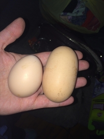 I feel bad for the chicken who laid this egg