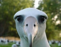I feel like reddit needs to see how hilarious the albatross looks when you see them face on