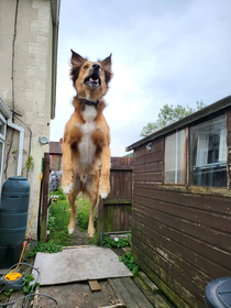 I finally got a reddit worthy photo of my dog jumping