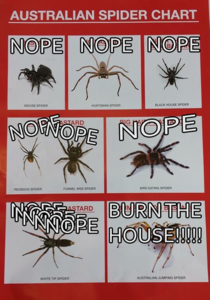 I fixed the Spider Chart