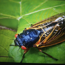 I found a cicada with the Burger King logo on it