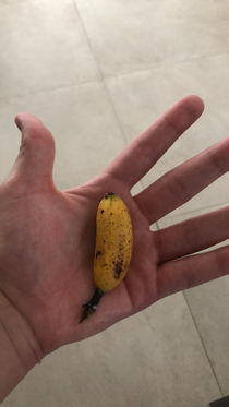 I found a  inch banana