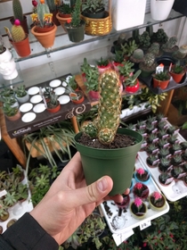 I found a nice cocktus