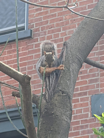 I found a squirrel eating fried chicken in a tree