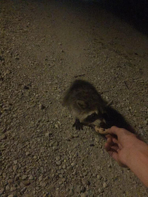 I found out cats like cookies