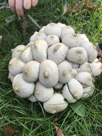 I found some mushrooms that look like a cluster of boobs