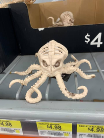 I found this aberration at Walmart Seriously  A mollusk skeleton