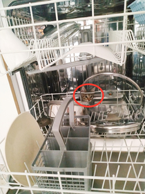 I found Toffy in the dishwasher this morning