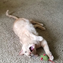 I gave him some nip Now he is broken