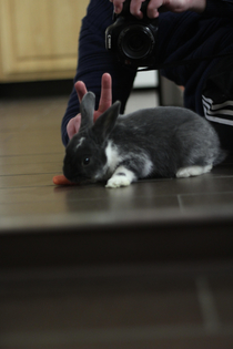 I gave my bunny bunny ears