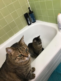 I get these visitors every morning as I take a dump