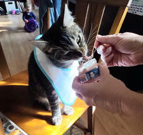 I give you my mothers cat eating baby food from a spoon dressed in his bib while the baby plays with the cat toy in the background