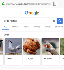 I googled birds names