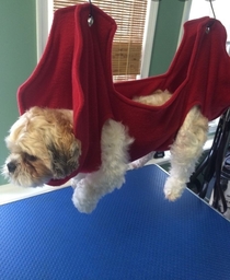 I googled DIY pet hammock