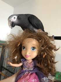 I got my parrot a doll that sings since he enjoys playing with hair Cant tell if he loves or hates her 