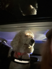 I got pulled over the other night my dogs reaction is priceless