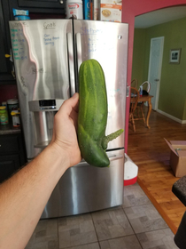 I grew a cucumber