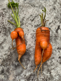 I grew girl and boy carrots in my garden
