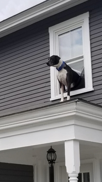 I guess the view of the squirrels on the first floor wasnt good enough for him