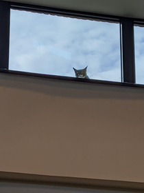 I had a creepy feeling someone was watching me at work I have no idea how the cat got there