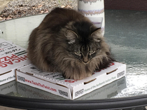 I had pizza delivered I set it down on my patio table for one minute and came back to this
