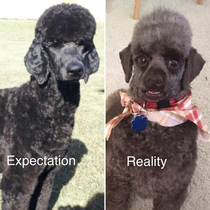 I had the groomer try a new clip on my dog