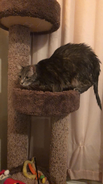I had to give my roommates cat a bath and I didnt want to wash her face because I didnt want her to freak out But now I wish I had because now she just looks like a big ass rat with a cats face