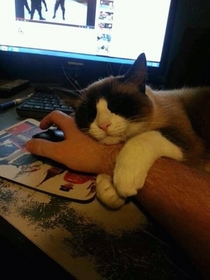I has your wrist as my pillow 
