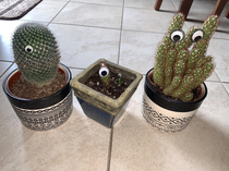 I have a few cactus plants and my little sister decided to put google eyes - now they look like aliens