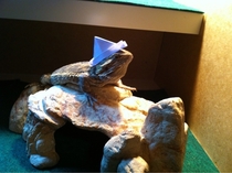 I have a major project due tomorrow so I made a hat for my lizard