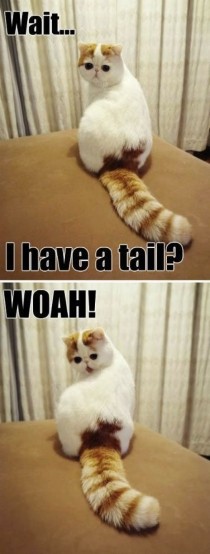 I have a tail