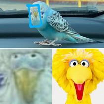 I have discovered the origin of Big Bird