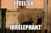 I have never played with an elephant nor been to Thailand