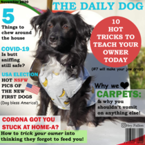 I have one very photogenic dog so I decided to make a magazine cover for her