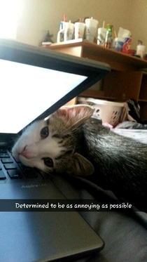 I have to keep my laptop half open so my kitten doesnt climb all over it but Leo is determined