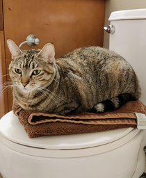 I installed a new brand of towel warmer It warms and judges you at the same time