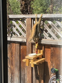 I installed a Squirrel Feeder picnic table on my patio We feed them corn on the cob and nuts Yesterday I saw this