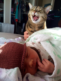 I introduced my cat to my newborn daughter