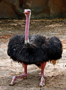 I just found out that this is how an ostrich sits and cant stop laughing