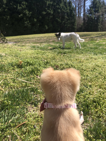 I just got a new puppy and it is having a standoff with the dog Ive had for  years