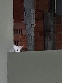 I just moved in and the neighbors cat keep looking at me like that