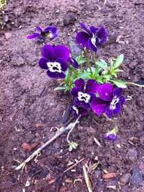 I just noticed our pansies have tiny screaming faces