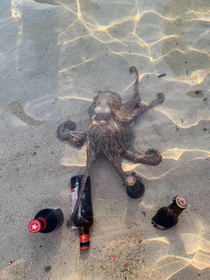 I just tried to chill my beer in the sea when an octopus stole it