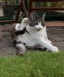 I just walked in on my cat cleaning himself