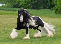 I just want to know which shampoo this horse uses
